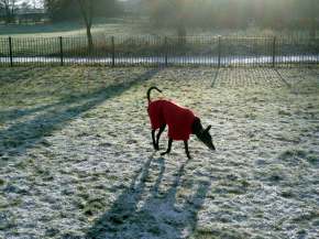 Tess in the snow.